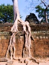 Tree Swallowing Ruins at Ta Prohm Royalty Free Stock Photo