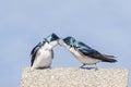 Tree swallows communicating with each other Royalty Free Stock Photo