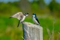 Tree Swallows