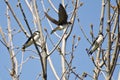 Tree Swallows Landing in a Tree Royalty Free Stock Photo