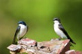 Tree Swallows  706552 Royalty Free Stock Photo