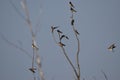 BARN SWALLOWS , PERCHED ON A BARE TREE IN THE MARSH