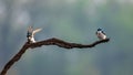 Tree Swallows Perched on Limb