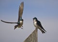 Tree Swallows (Tachycineta bicolor) Royalty Free Stock Photo