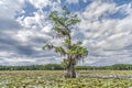 Tree on swamp