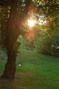 Tree swing Royalty Free Stock Photo