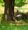 Tree Swing Royalty Free Stock Photo