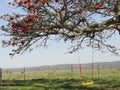 Tree and swing with fence