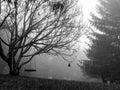 Tree swing in the foggy evening Royalty Free Stock Photo