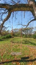 Tree Swing Hanging off of Giant Tree Branch