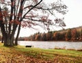 Tree swing by a river