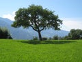 Tree in switzerland