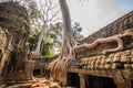 Tree in Ta Phrom, Angkor Wat, Cambodia. Royalty Free Stock Photo