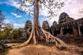 Tree in Ta Phrom, Angkor Wat, Cambodia. Royalty Free Stock Photo