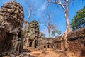 Tree in Ta Phrom, Angkor Wat, Cambodia. Royalty Free Stock Photo