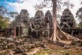 Tree in Ta Phrom, Angkor Wat, Cambodia. Royalty Free Stock Photo