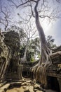 Tree in Ta Phrom, Angkor Wat, Cambodia, Asia. Royalty Free Stock Photo