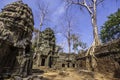 Tree in Ta Phrom, Angkor Wat, Cambodia, Asia. Royalty Free Stock Photo