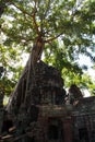 Tree at Ta Prohm Royalty Free Stock Photo