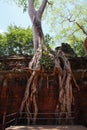 Tree at Ta Prohm Royalty Free Stock Photo