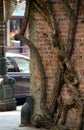 Tree taking over brick wall at the corner of Occidental square Royalty Free Stock Photo