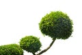 Tree, Tako trees bending,Isolated tree Royalty Free Stock Photo