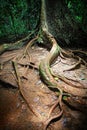 Tree in taman negara Royalty Free Stock Photo