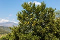 Tree with tangerines Royalty Free Stock Photo
