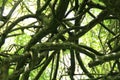 Tree Tangle - Intertwined Branches