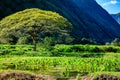 Tree and taro field in the Waipio Valley Hawaii