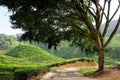 A tree and tea plantation on the mountain in the background - Ca