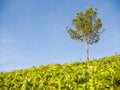 Tree on tea plantation near the city of Munar. India. Royalty Free Stock Photo