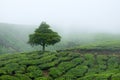 Tree in tea plantations in Cameron Highlands, Malaysia Royalty Free Stock Photo