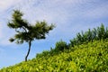 Tree, tea plantations and the sky Royalty Free Stock Photo