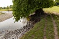 A Tree Teetering on the edge