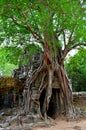 Tree in a temple