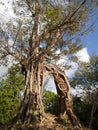 Tree with temple ruin in Sambor Prei Kuk