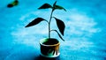 A sapling in a cup with white background and effect.B&W Royalty Free Stock Photo