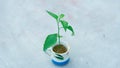 A sapling in a cup with white background and effect.B&W Royalty Free Stock Photo