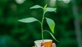 A sapling in a cup with white background and effect.B&W Royalty Free Stock Photo