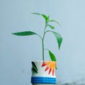 A sapling in a cup with white background. Royalty Free Stock Photo