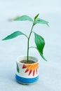 Sapling in a tob with white background. Royalty Free Stock Photo