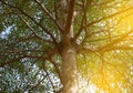 tree Terminalia ivorensis branch with leaves