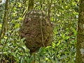 Tree termite mound on tree branch in rain forest, Belize Royalty Free Stock Photo
