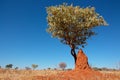 Tree and termite mound