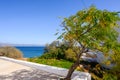 Tree on the terrace overlooking the Aegean Sea. Royalty Free Stock Photo