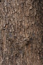 Tree Texture