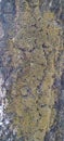 Tree texture background with yellow moss Royalty Free Stock Photo