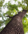 Tree with texture and bokeh, uprisen angle