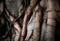 Tree, texture, detail, background, skin, close up old tree skin Royalty Free Stock Photo